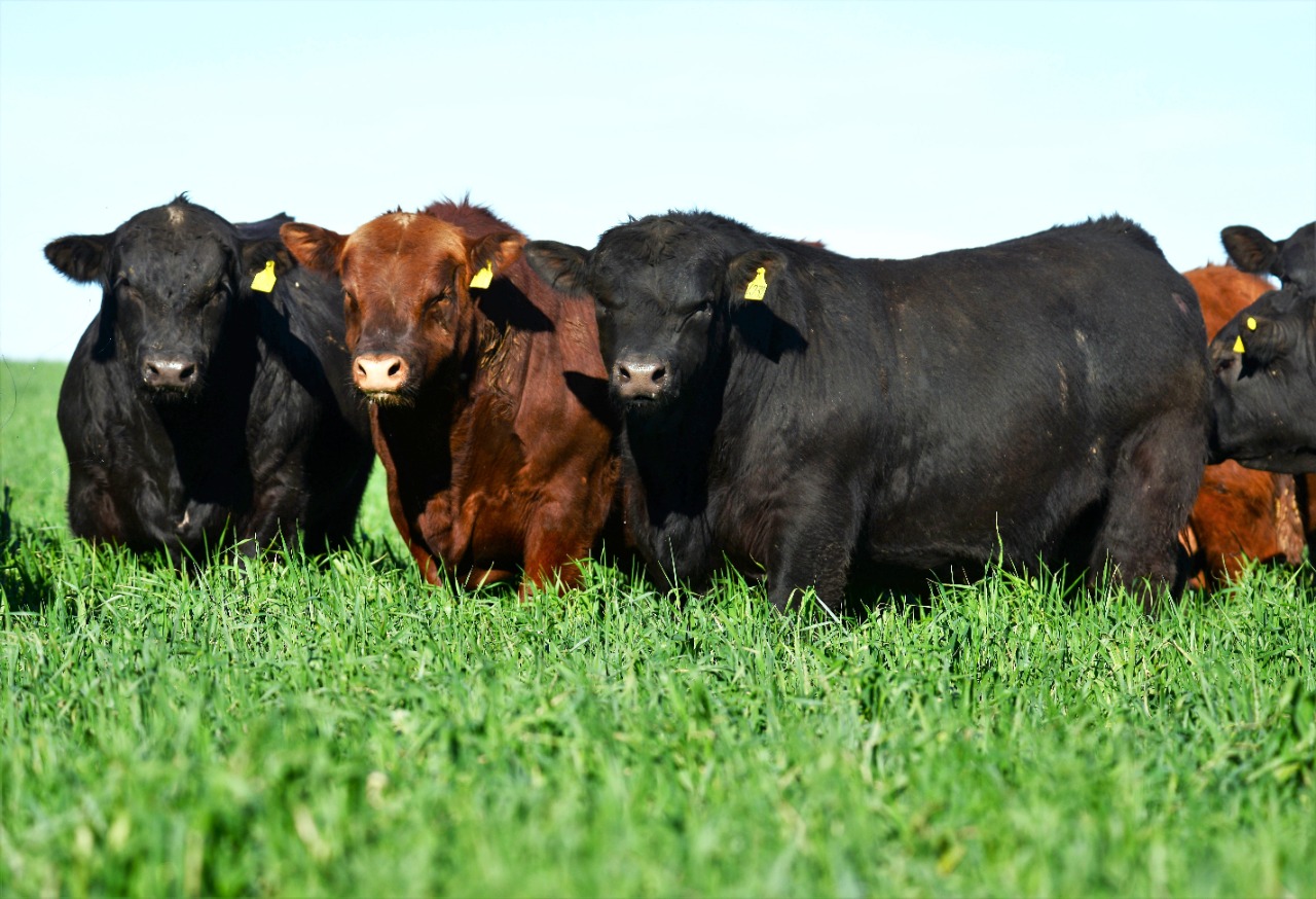 43° Exposición Nacional Angus de Primavera y 22° Expo del Ternero en el MAG