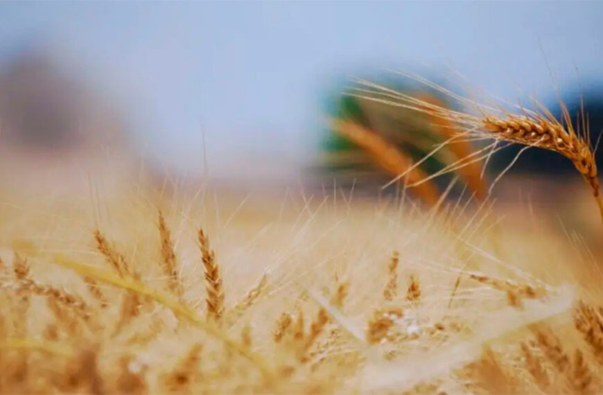 Campaña récord de trigo: el INTA anticipa rendimientos históricos impulsados por lluvias y genética mejorada