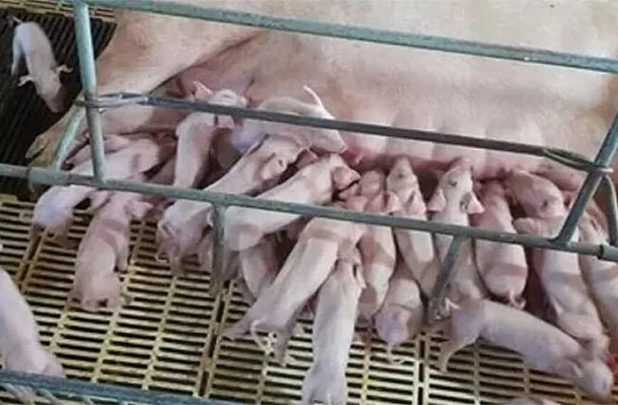Récord en Brasil: Cerda pare 45 lechones y marca un hito en la porcicultura