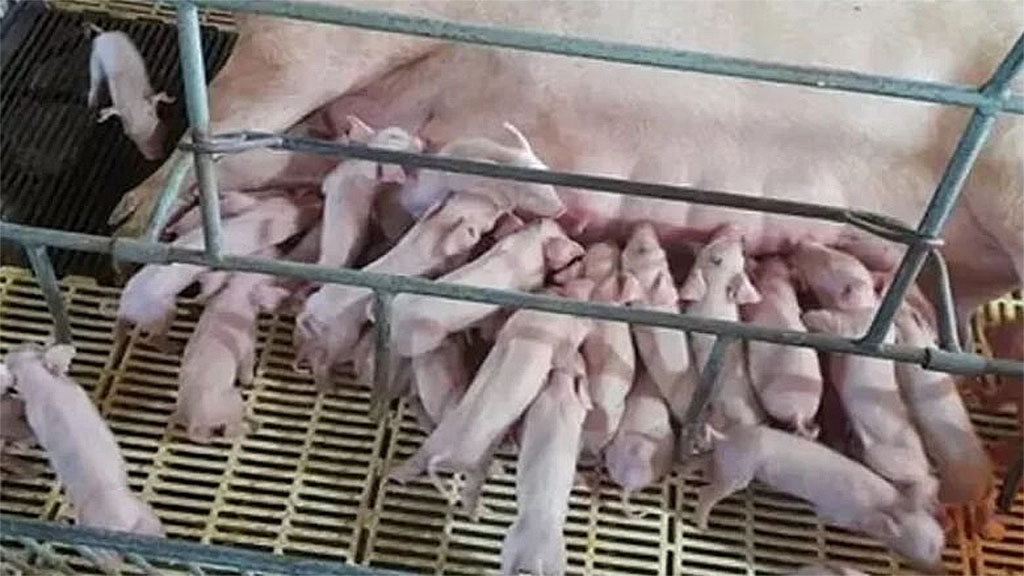 Récord en Brasil: Cerda pare 45 lechones y marca un hito en la porcicultura