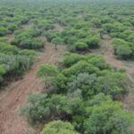 Convocatoria abierta hasta mayo de 2025 para Planes de Manejo y Conservación de Bosques Nativos en La Pampa