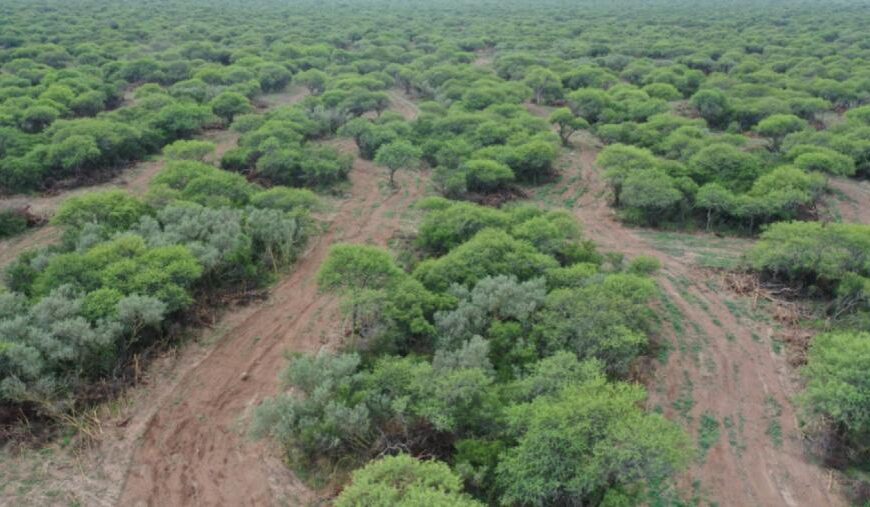 Convocatoria abierta hasta mayo de 2025 para Planes de Manejo y Conservación de Bosques Nativos en La Pampa