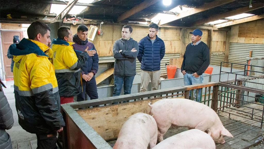 Fortalecen el control sanitario y la producción porcina en Tierra del Fuego