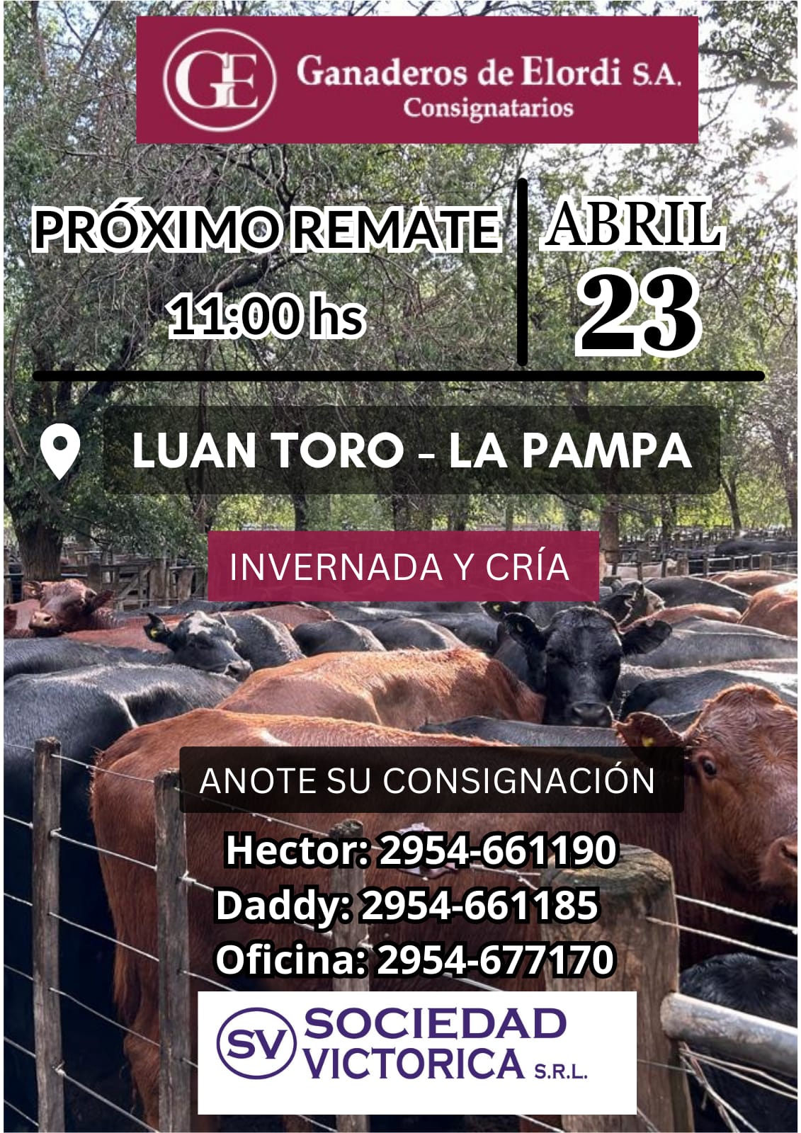 Ganaderos de Elordi S.A. | Luan Toro | Próximo Remate Feria el 23 de abril 2024