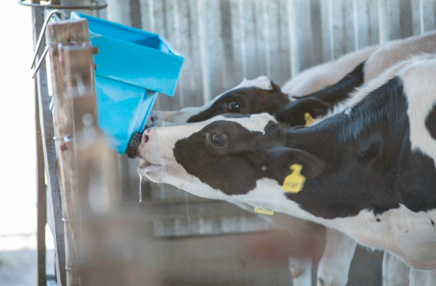 Leche vs. Sustitutos Lácteos: La estrategia clave en la crianza de terneros