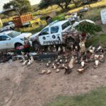 Allanamiento rural en “Quitral co”: incautan armas, trofeos de caza ilegales y cultivo de marihuana
