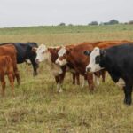 Nación excluyó a La Pampa de la reunión federal por la barrera sanitaria