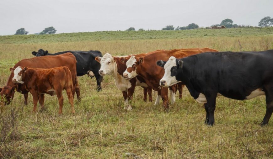 Nación excluyó a La Pampa de la reunión federal por la barrera sanitaria