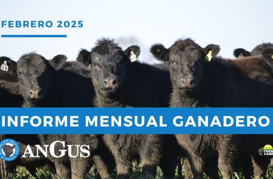 Ganadería en foco: precios firmes y oportunidades en febrero 2025