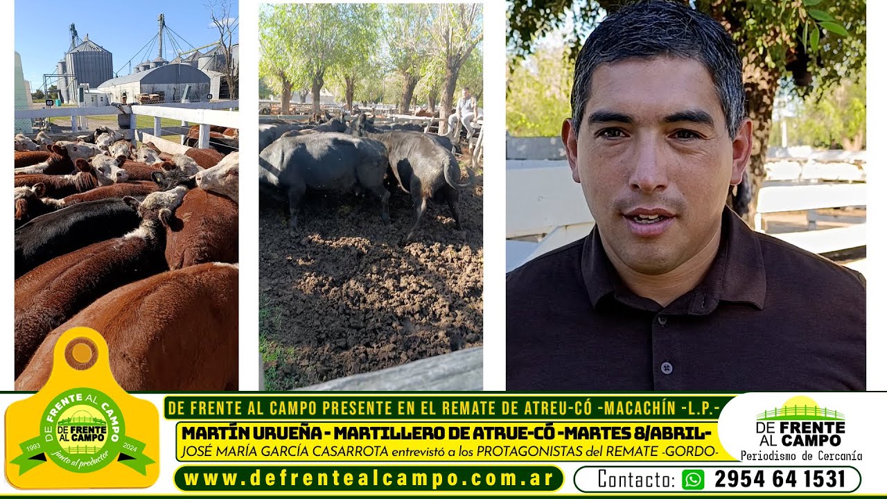 Entrevista: Martín Uruña analiza el mercado de gordo tras un remate ágil en Macachín