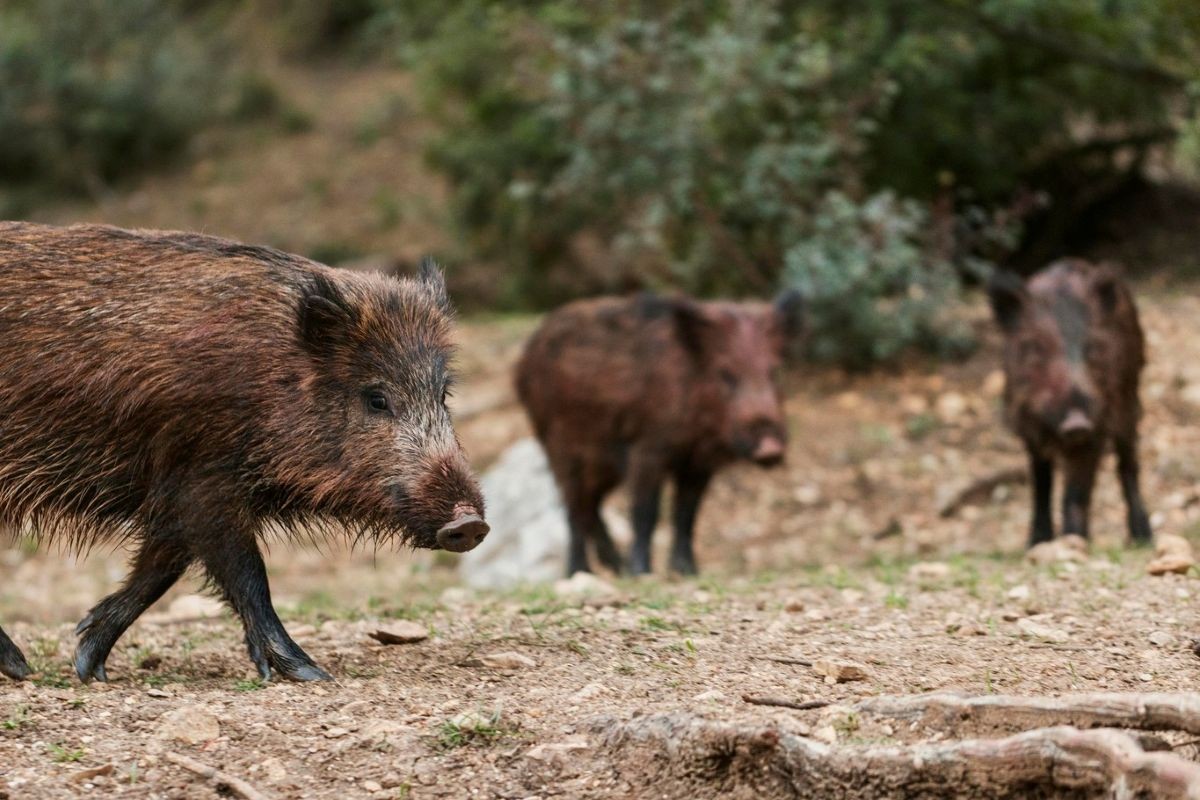Detectan nuevos casos de triquinosis en jabalíes cazados en La Pampa y San Luis