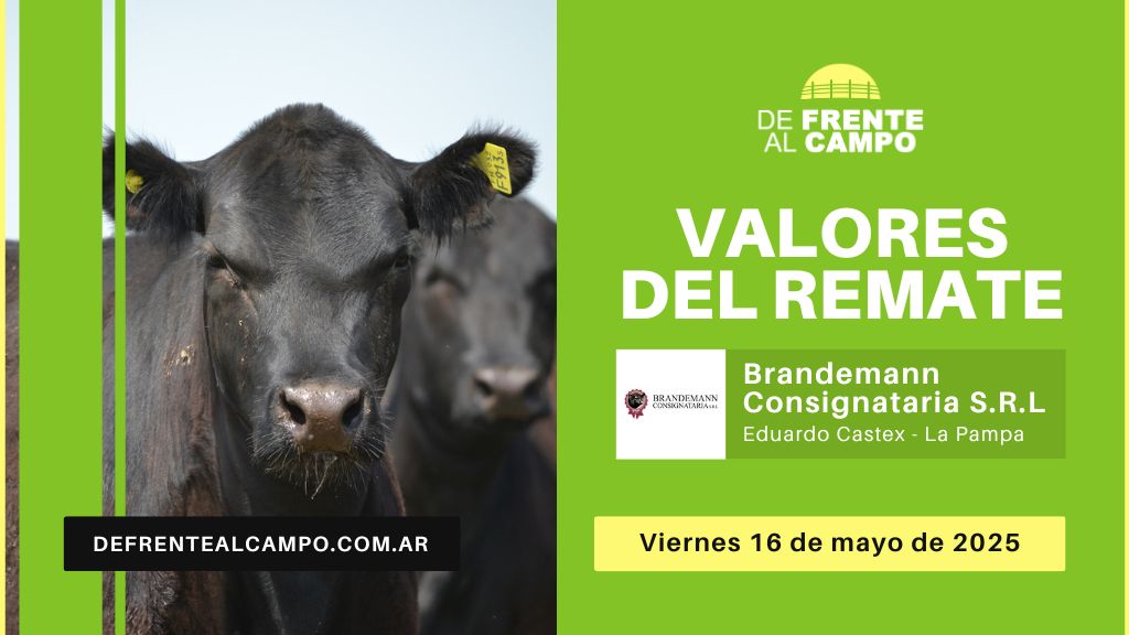 Valores del remate de Brandemann Consignataria | Eduardo Castex | Viernes 16/05/2025