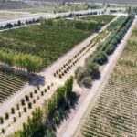 Casa de Piedra amplía su polo productivo: 1.095 hectáreas bajo riego estarán en producción para 2026