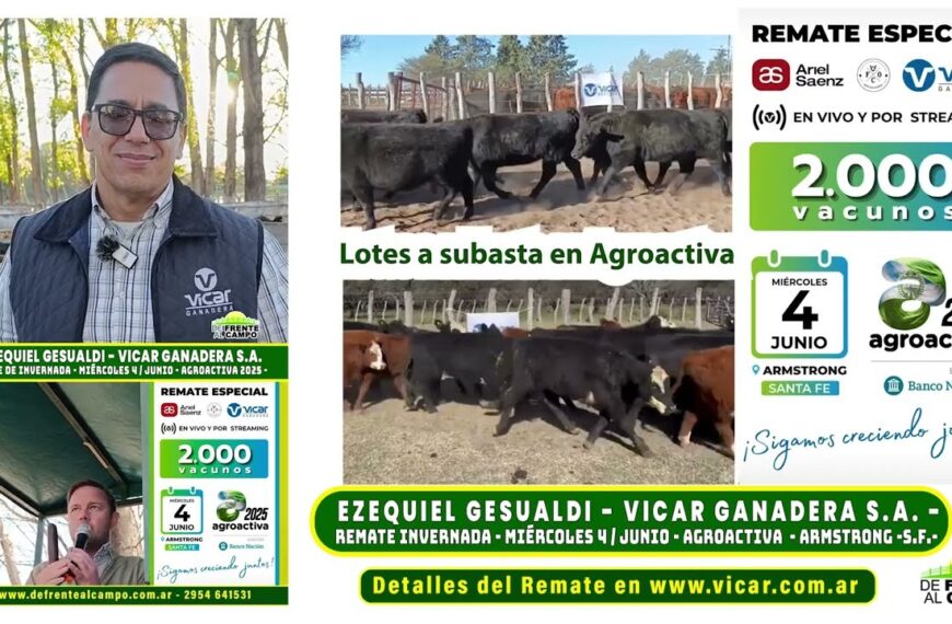Entrevista: Ezequiel Gesualdi de Vicar Ganadera S.A. analiza el exitoso mayo y la expansión en Agroactiva