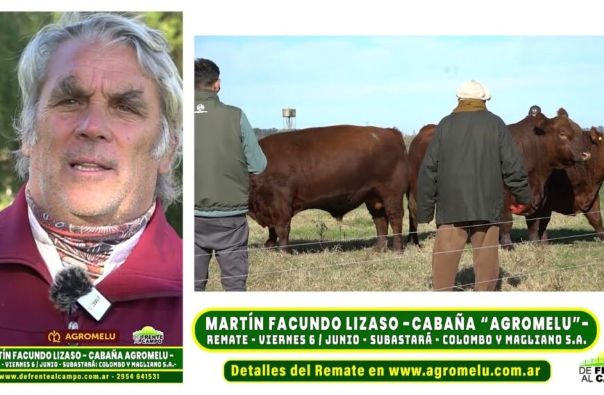 Entrevista: Cabaña Agromelú y la visión de Martín Facundo Lizaso sobre la Ganadería Angus Colorado