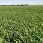 Nueva línea de créditos para cultivos y verdeos de invierno en La Pampa
