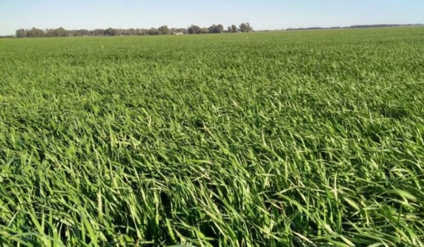 Nueva línea de créditos para cultivos y verdeos de invierno en La Pampa