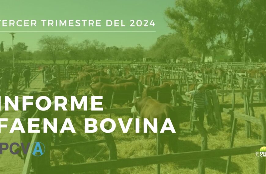 Faena Bovina del 3T 2024: Menor Faena de Hembras y Caída en el Stock Bovino Nacional