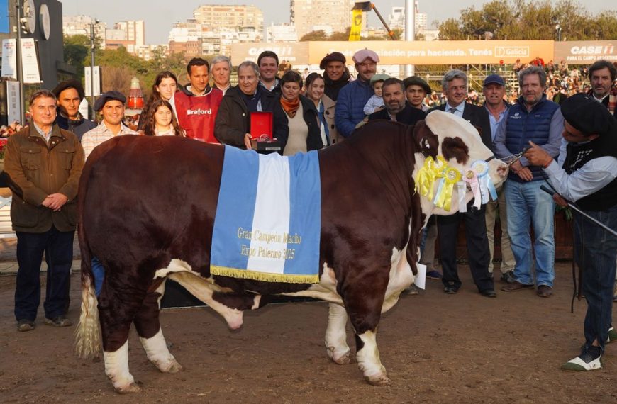 Brillante desempeño de Braford en Palermo: coronaron a sus grandes campeones en la pista central