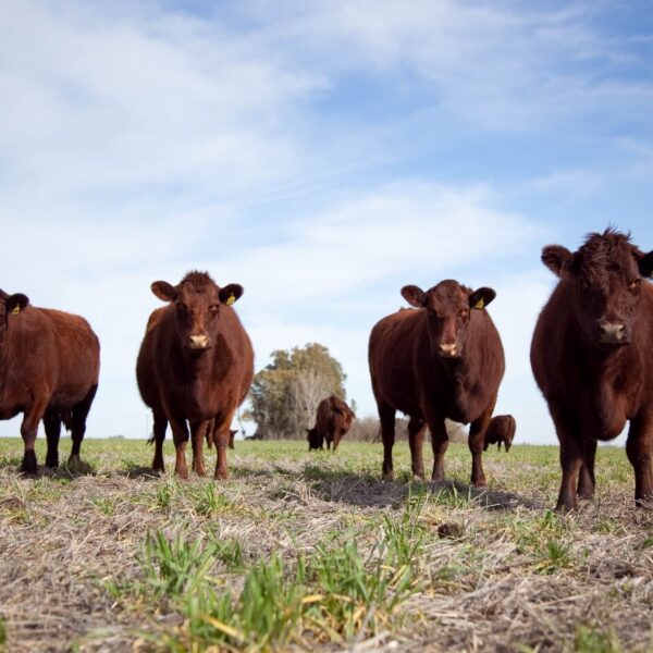Señales de alivio en el mercado ganadero: mejora de precios y recomposición de márgenes en los feedlots