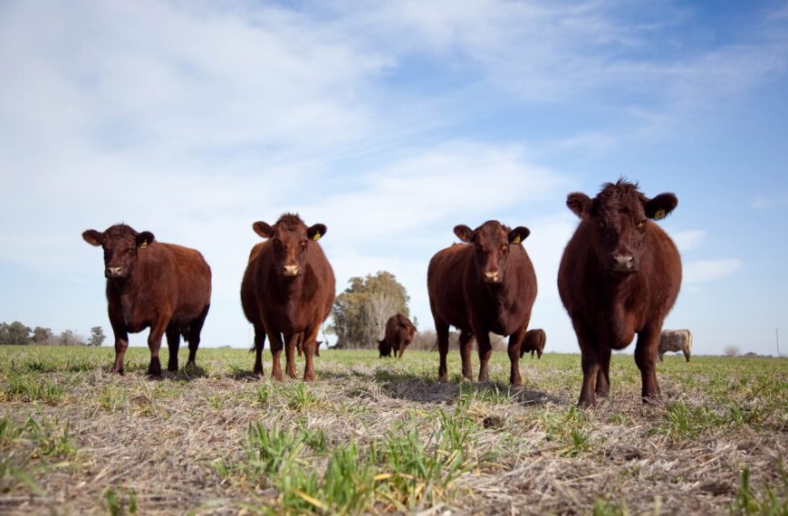 Feedlots con existencias estables: leve alza mensual y cambios por categoría