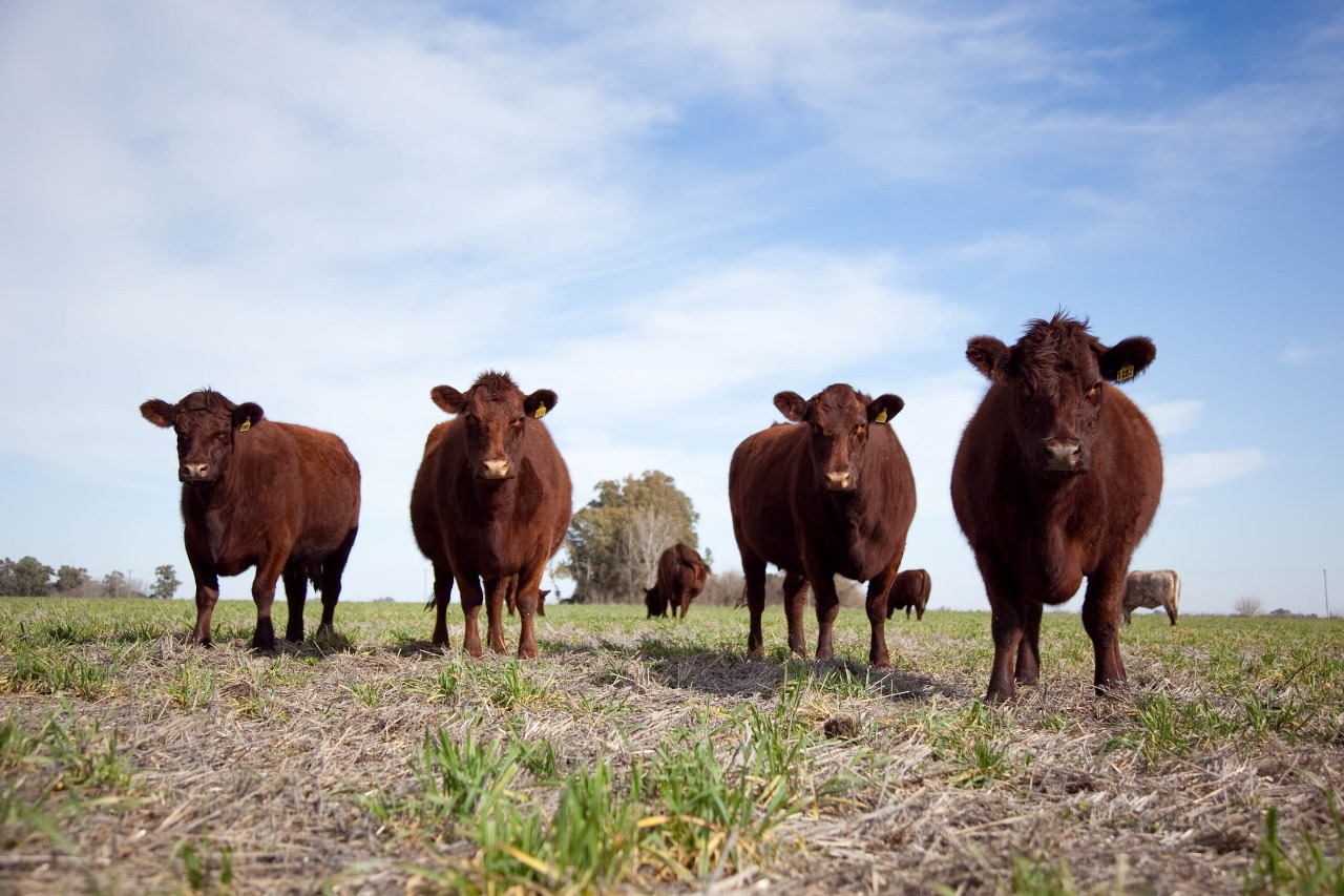 Feedlots con existencias estables: leve alza mensual y cambios por categoría