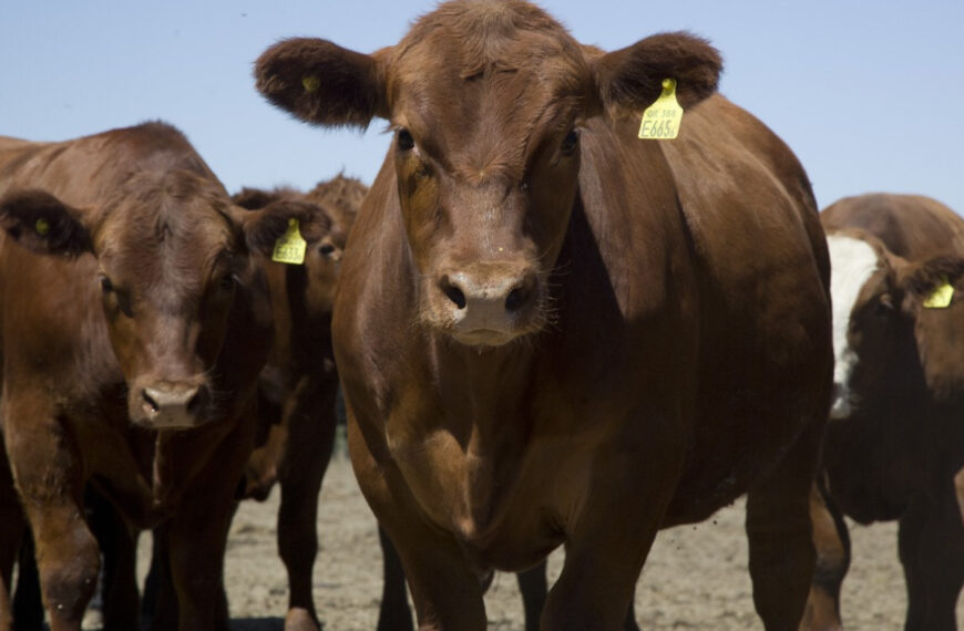 Histórica Derogación de Normas en la Cadena Ganadera: Un Impulso para el Campo Argentino