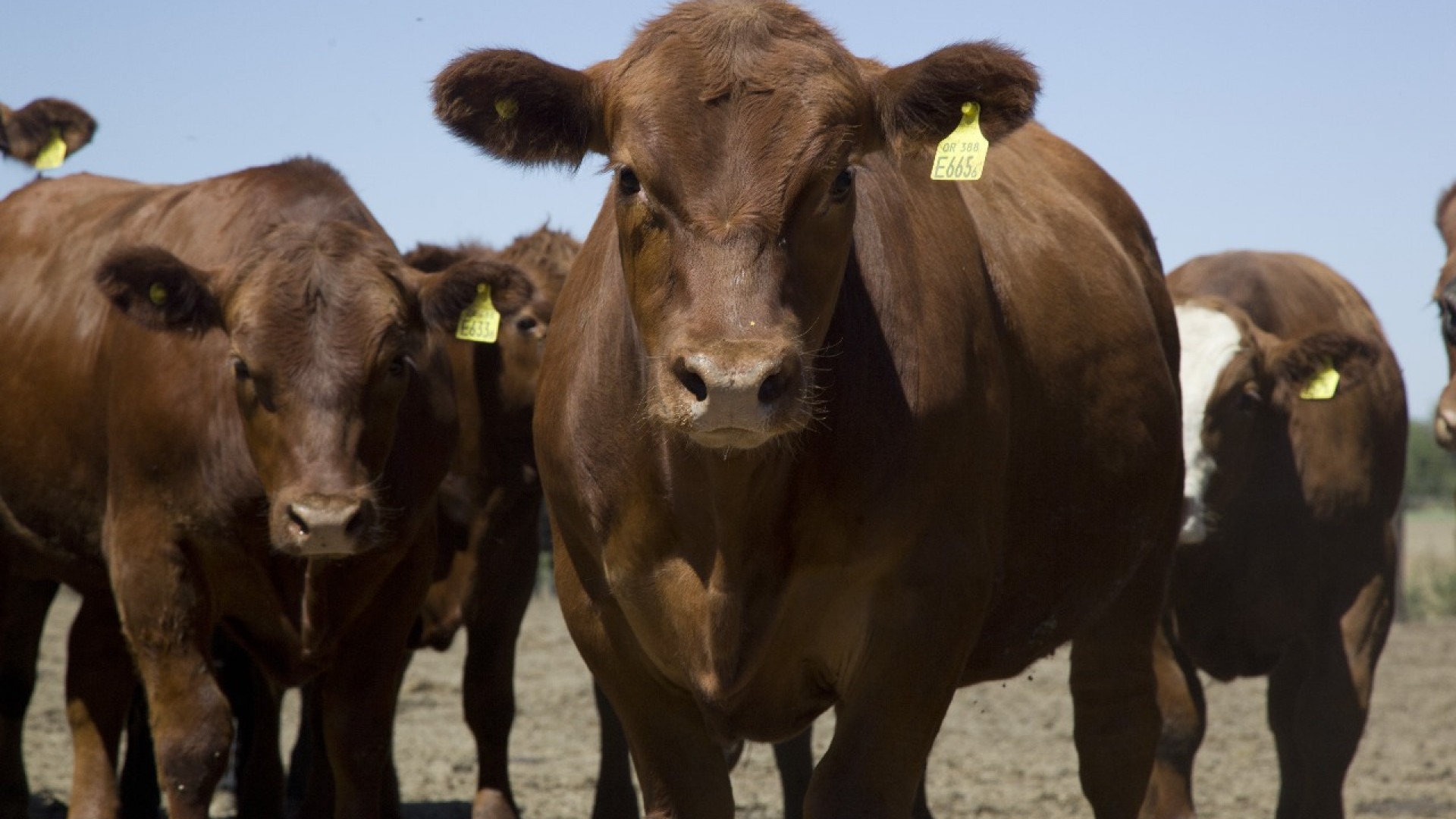 Histórica Derogación de Normas en la Cadena Ganadera: Un Impulso para el Campo Argentino