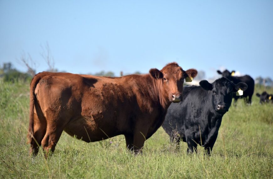 Se acorta la brecha entre los precios del ganado y la carne en mostrador