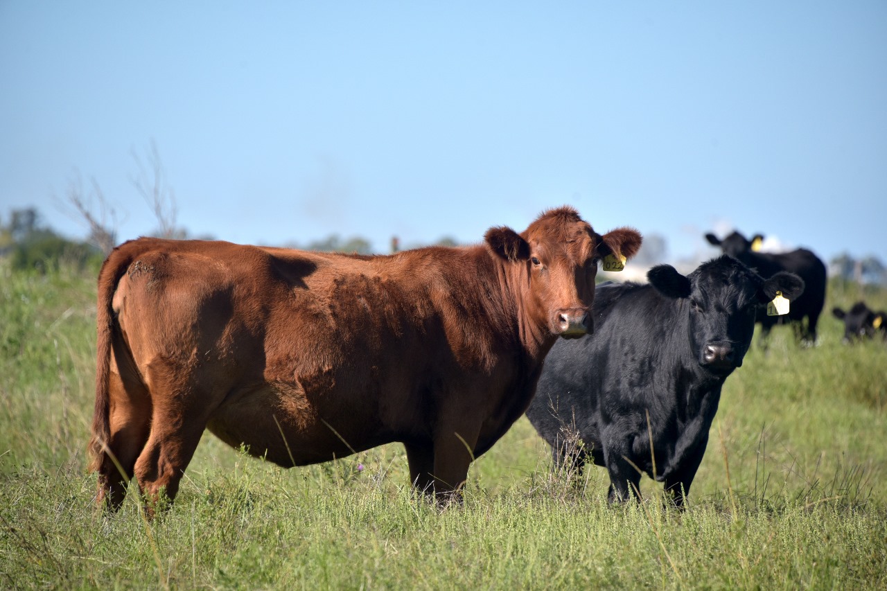 Se acorta la brecha entre los precios del ganado y la carne en mostrador