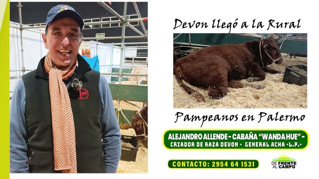 Alejandro Allende de Cabaña Wanda Hue en Expo Palermo junto a un toro Devon de la raza bovina echado