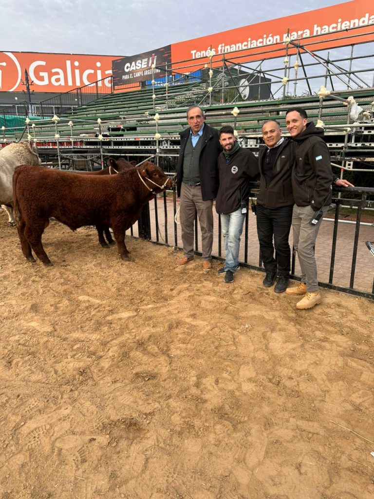 Alejandro Allende de Cabaña Wanda Hue junto a otros hombres y un toro de la raza Devon en la pista de la Expo Palermo.