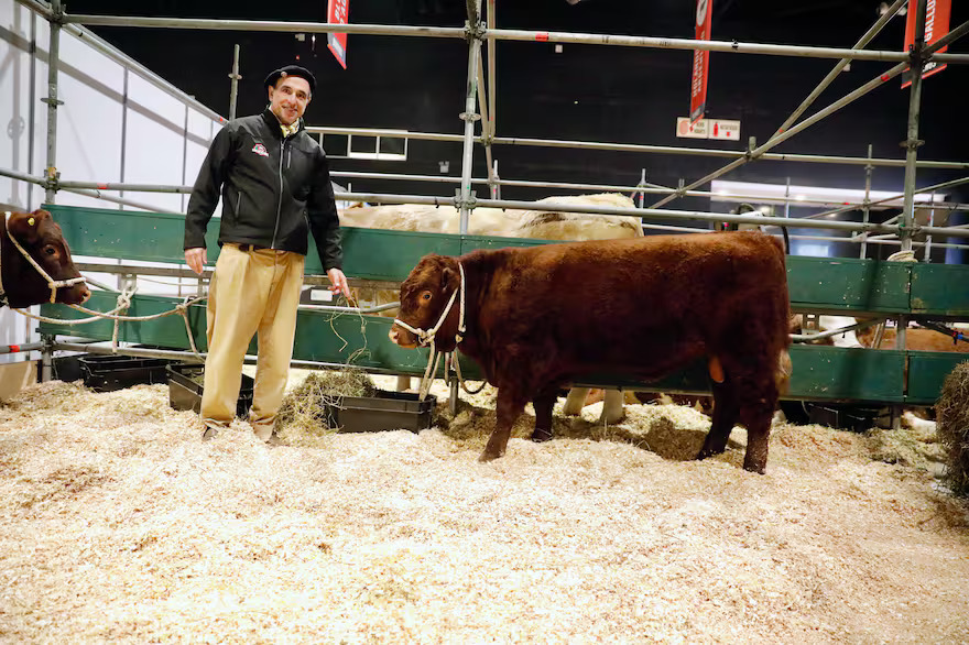 Regreso histórico: la raza bovina Devon vuelve a la Argentina tras más de un siglo, con planes de expansión en La Pampa