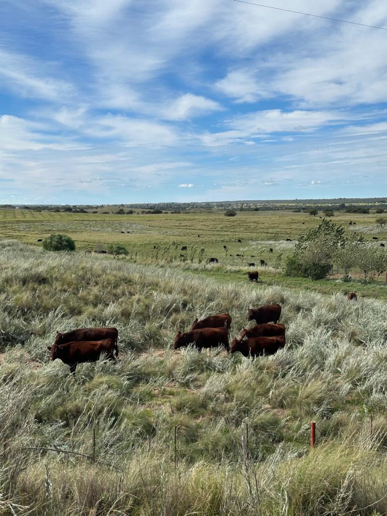 Panorámica de un extenso campo con pastizales altos y ganado bovino pastando.