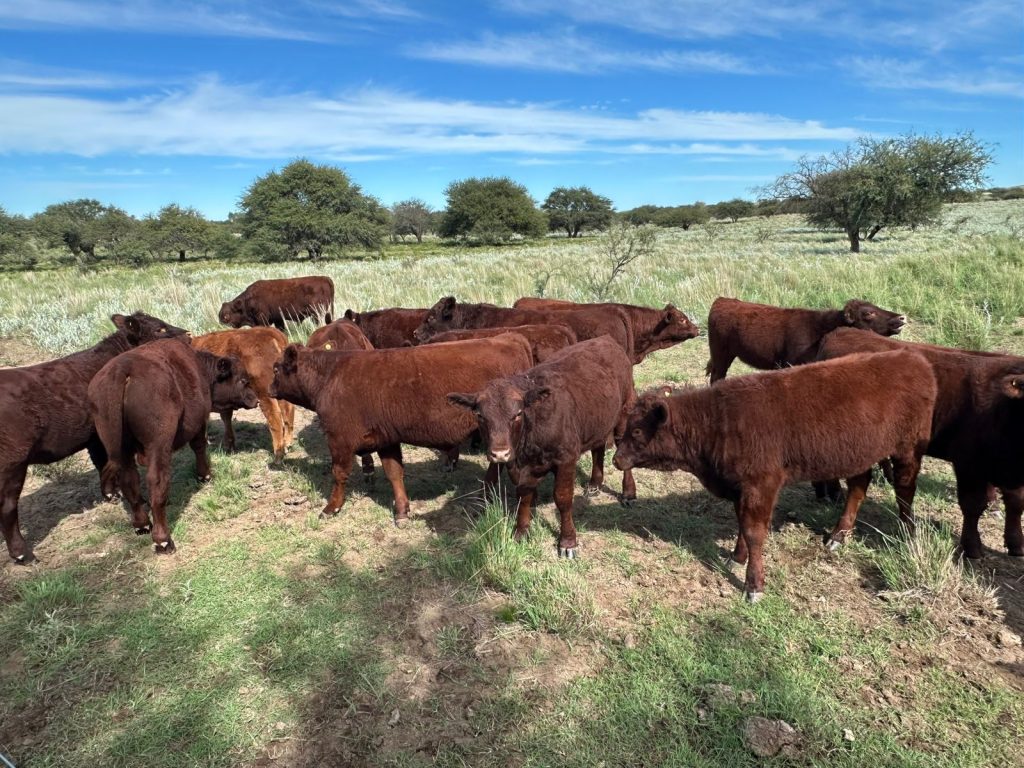 Grupo de vacas de la raza Devon de color marrón oscuro en un área con algo de pasto.