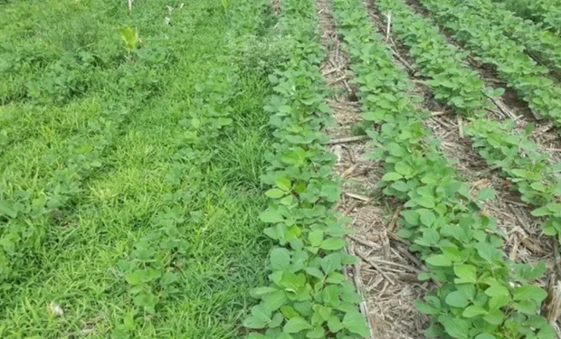 Ligate: el herbicida argentino que desafía al glifosato y conquista la región