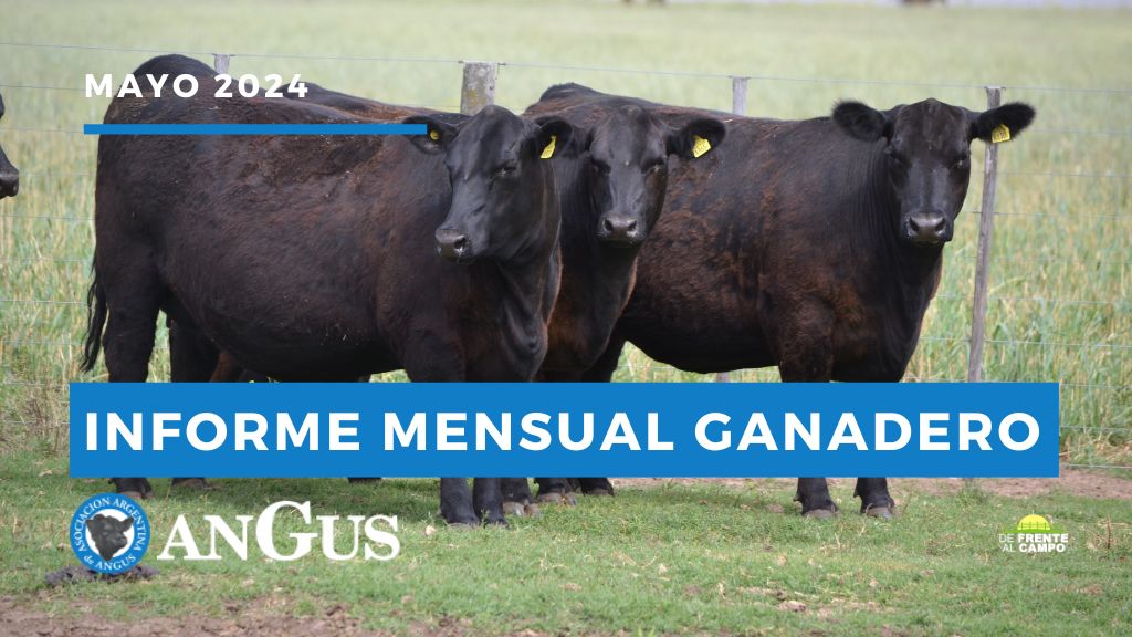 Informe Mensual Asociación Argentina de Angus Mayo 2025