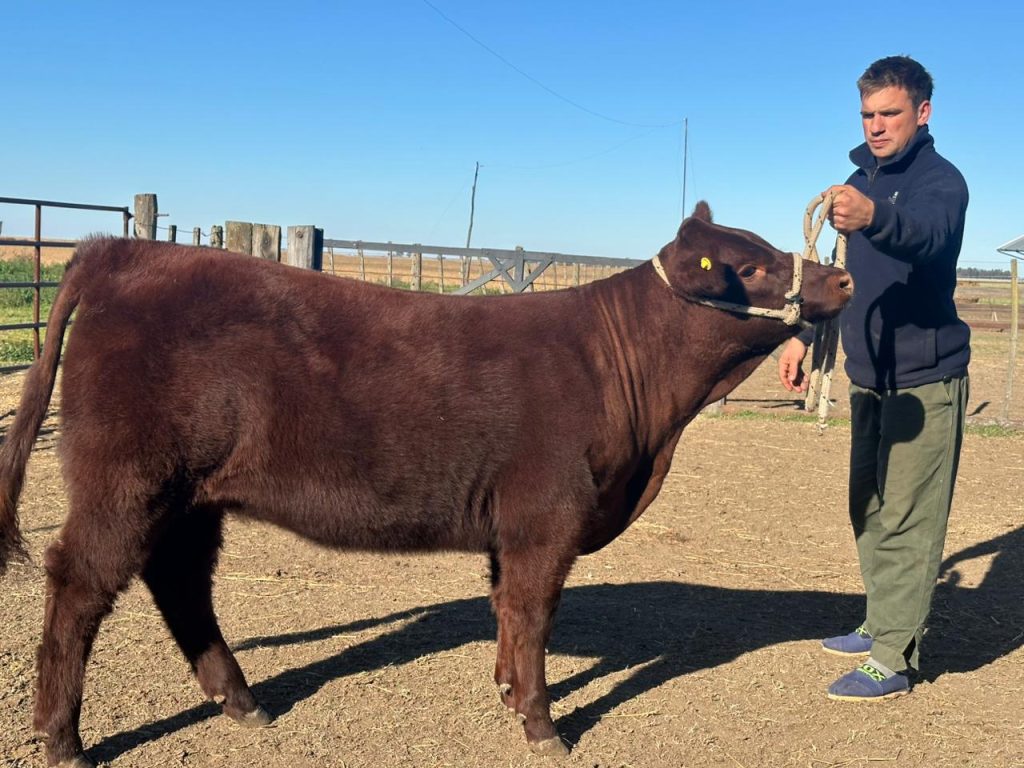 Un joven posando junto a un ternero de la raza Devon, sujetándolo con una soga.
