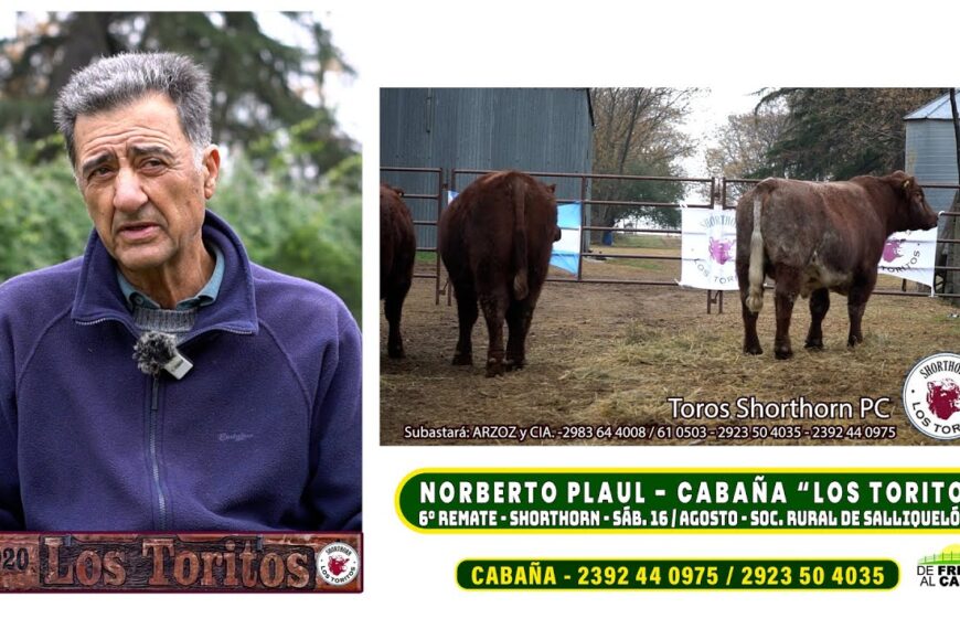 Entrevista: Norberto Plaul y el exitoso 6° remate Shorthorn de Cabaña «Los Toritos»