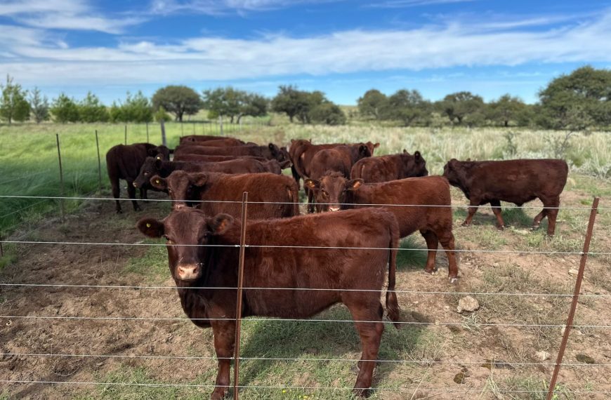 El rodeo vacuno argentino cayó en 1,23 millones de cabezas en 2025 y acumula 3,6 millones menos desde 2022