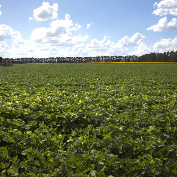 El Gobierno Nacional autoriza nuevos eventos transgénicos de maíz y soja con innovaciones clave para el agro argentino