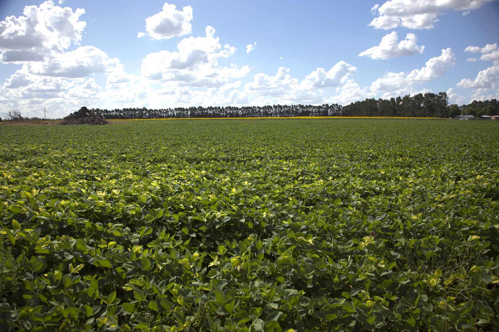 El Gobierno Nacional autoriza nuevos eventos transgénicos de maíz y soja con innovaciones clave para el agro argentino