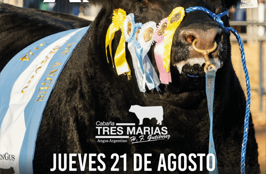 Remate Anual Tres Marías 2025: genética Angus en Benito Juárez