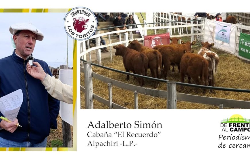 Entrevista: Cabaña El Recuerdo y su aporte Shorthorn en el remate de Los Toritos