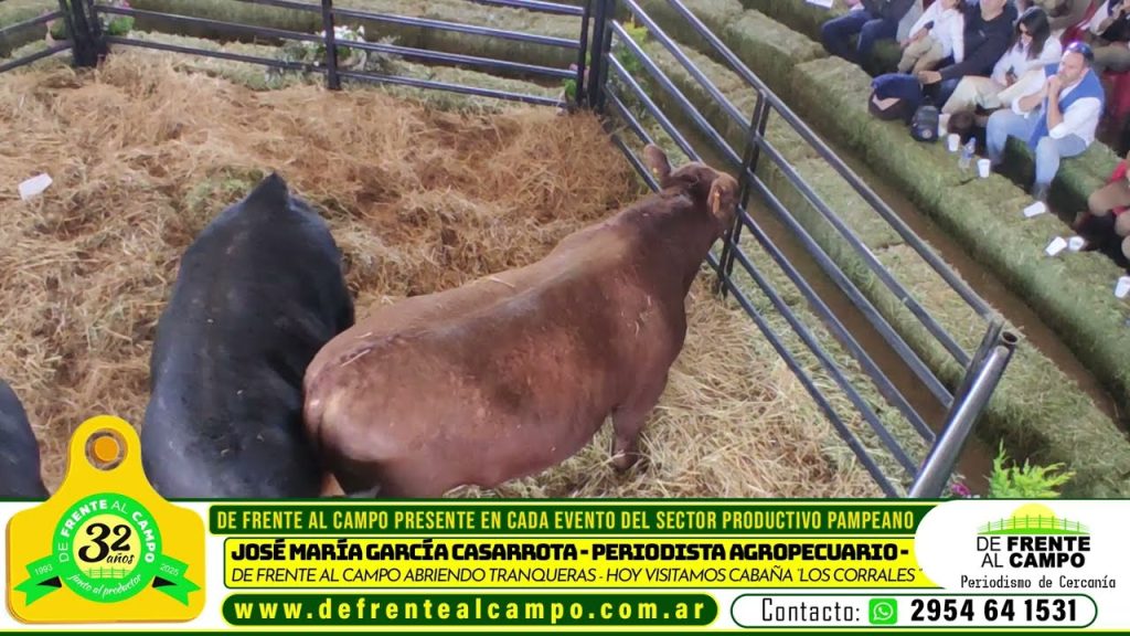 Remate de reproductores Angus y Hereford en Cabaña Los Corrales, Quehué.