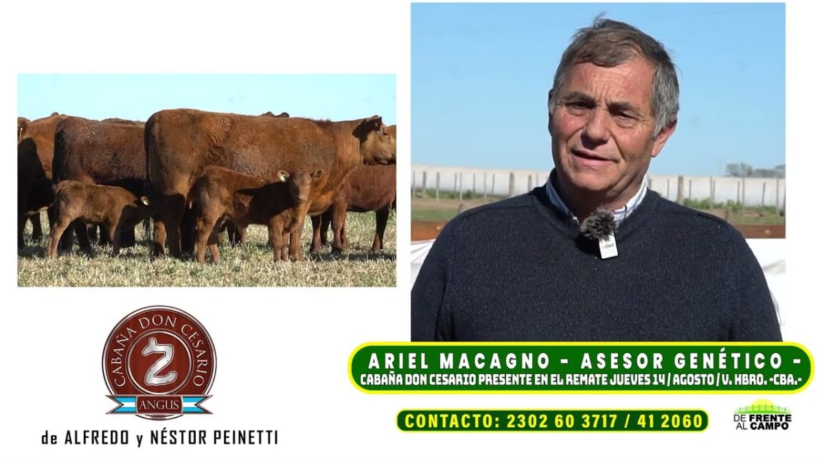 Ariel Macagno en entrevista sobre genética Angus y el remate de reproductores en Villa Huidobro.