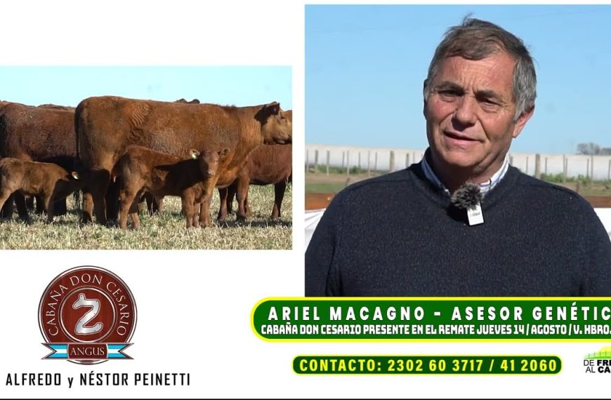 Ariel Macagno en entrevista sobre genética Angus y el remate de reproductores en Villa Huidobro.