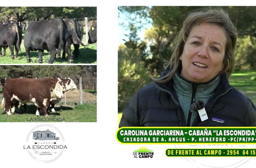 Entrevista: Carolina Garciarena y la genética de Cabaña La Escondida rumbo al remate de reproductores