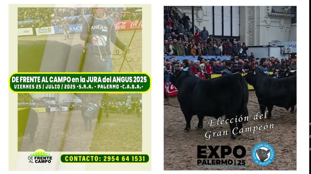 Elección del Gran Campeón Macho Angus en Palermo 2025