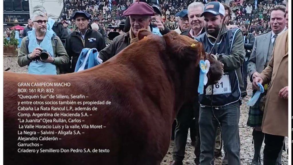 Jura y elección del Gran Campeón Macho Angus en la pista central de Palermo 2025